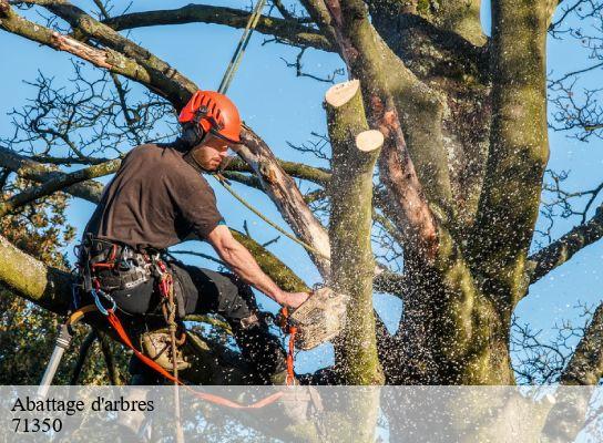 Abattage d'arbres  verdun-sur-le-doubs-71350 Cancy Elagage