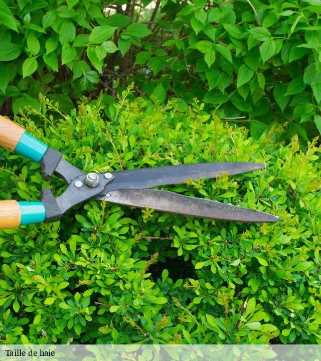 Taille de haie  cronat-71140 Cancy Elagage
