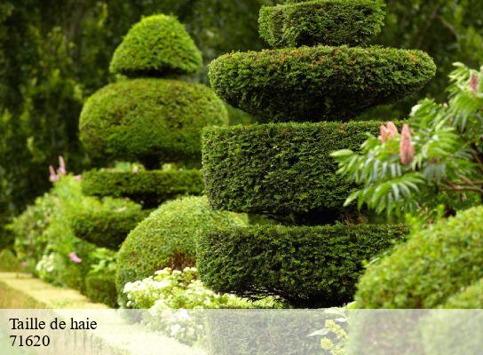 Taille de haie  saint-martin-en-bresse-71620 Cancy Elagage